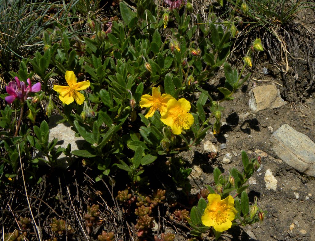 Helianthemum sp.
